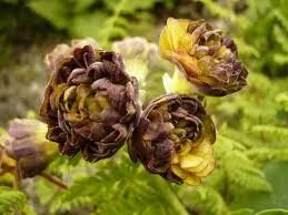  № 109 "Lincoln Halo" primula auricula